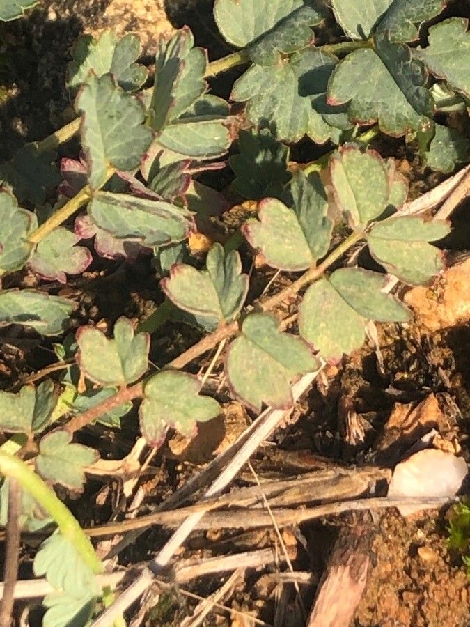 Poterium verrucosum — related species from the same genus