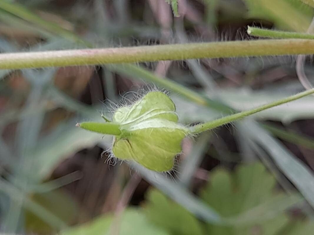 Geranium mascatense fruit