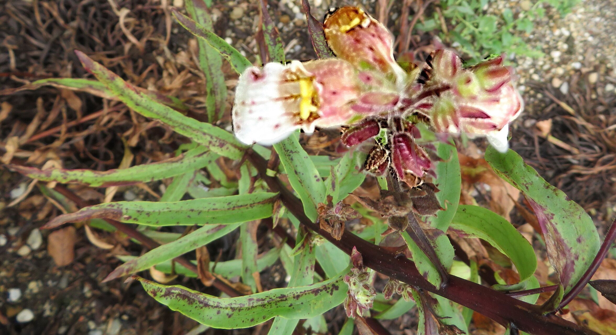 Digitalis lamarckii flower