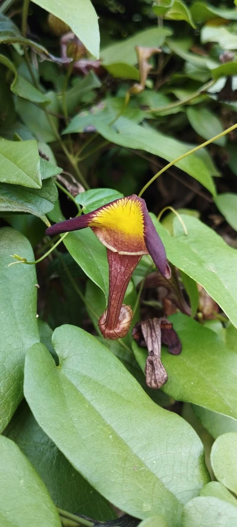 Aristolochia birostris flower