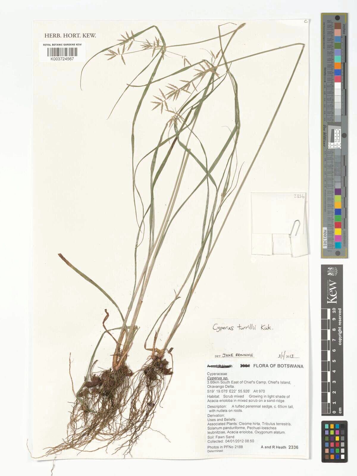 Cyperus turrillii — houseplant care guide