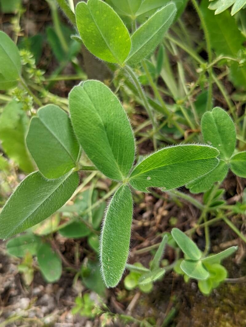 Trifolium trichocephalum — search result for 'Trifolium'