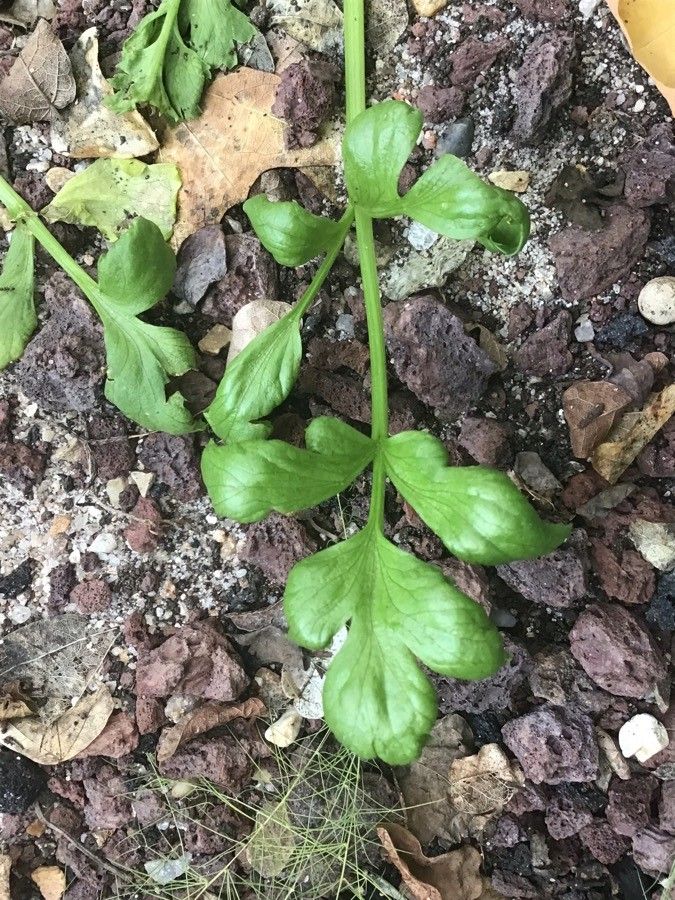 Astydamia latifolia — houseplant care guide