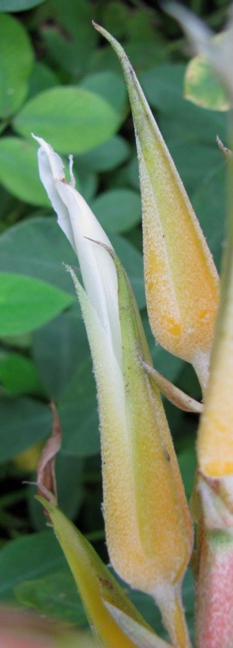 Pitcairnia megasepala flower