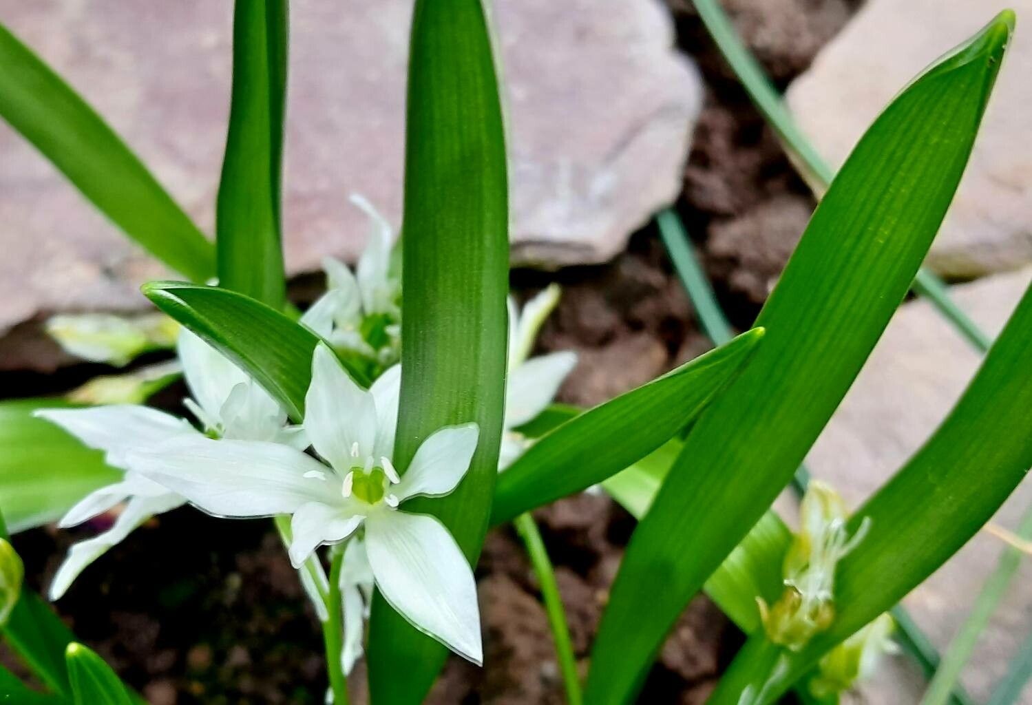 Ornithogalum oligophyllum — houseplant care guide