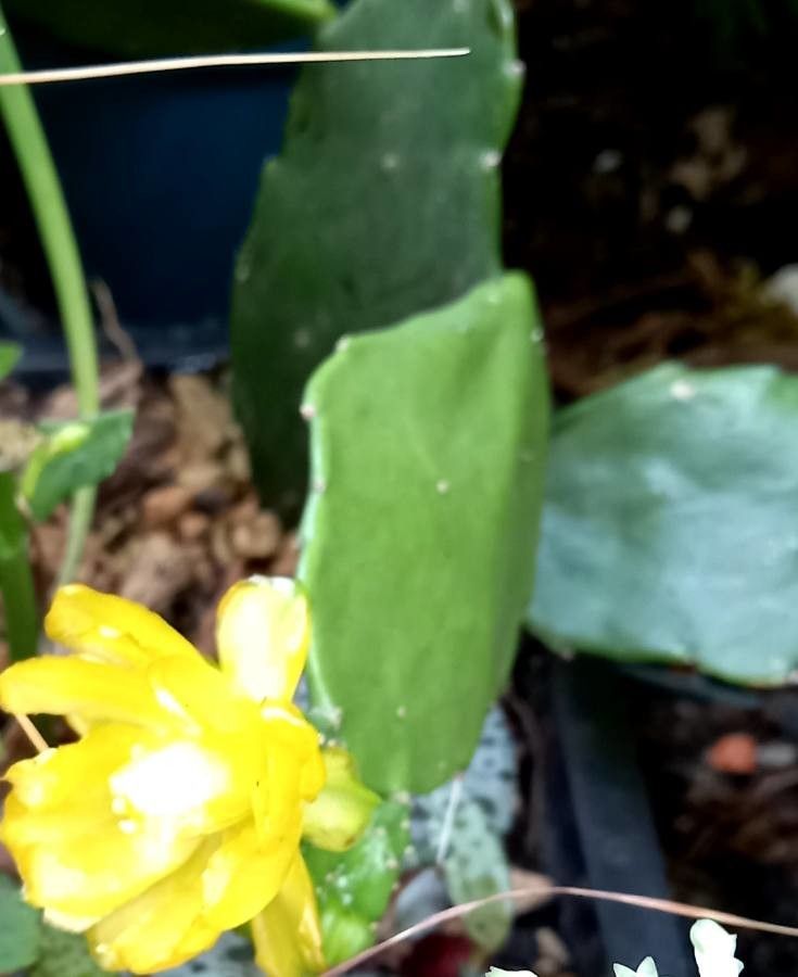 Brasiliopuntia brasiliensis flower