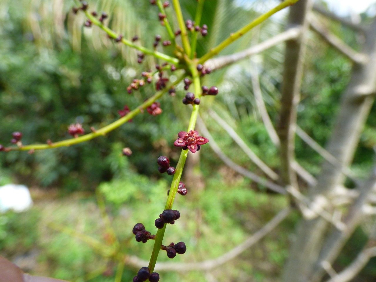 Poupartia borbonica flower