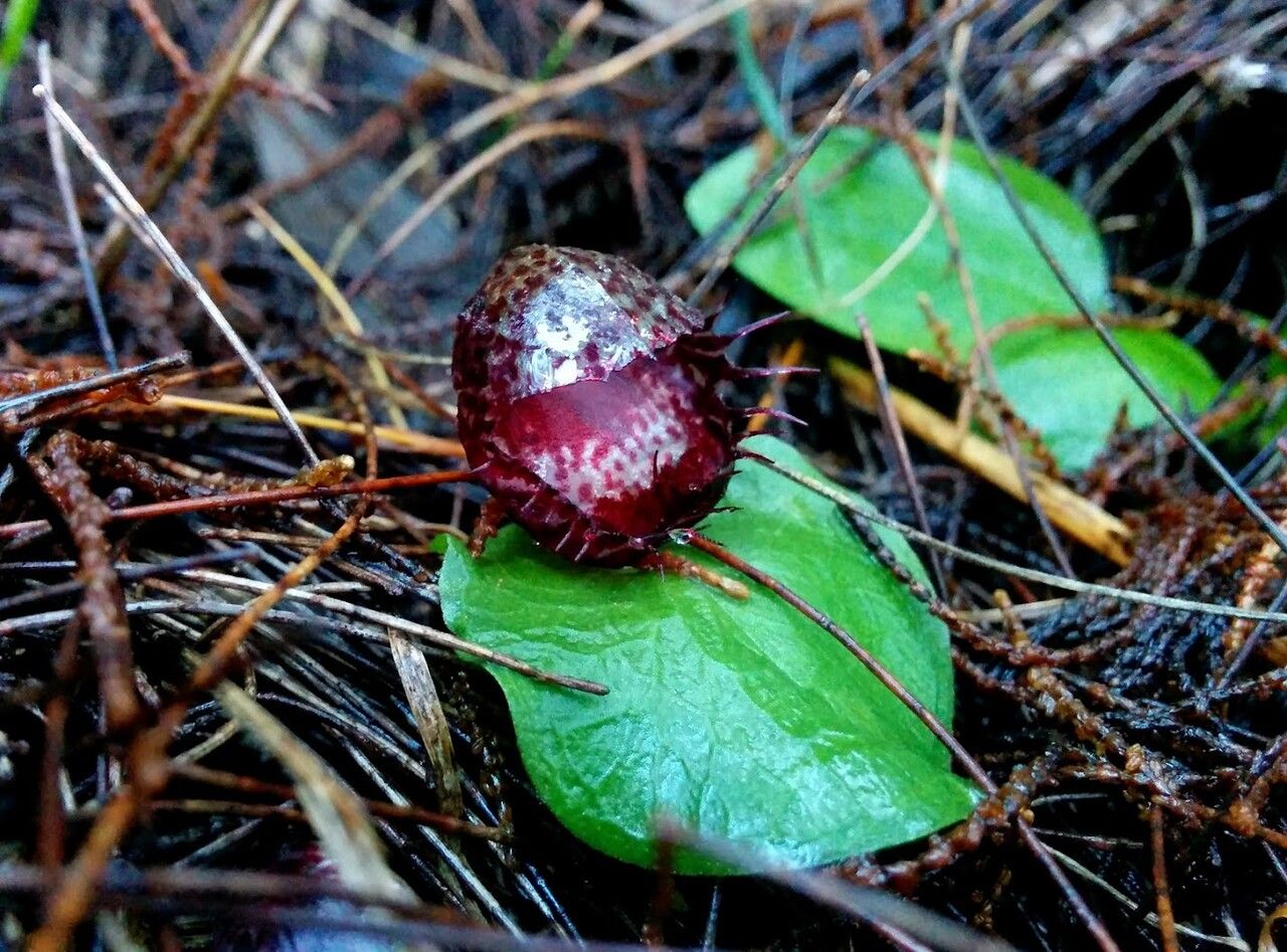 Corybas fimbriatus habit