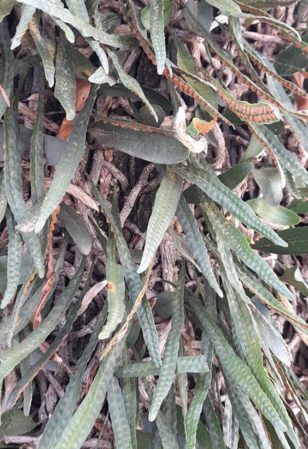 Microgramma mortoniana leaf