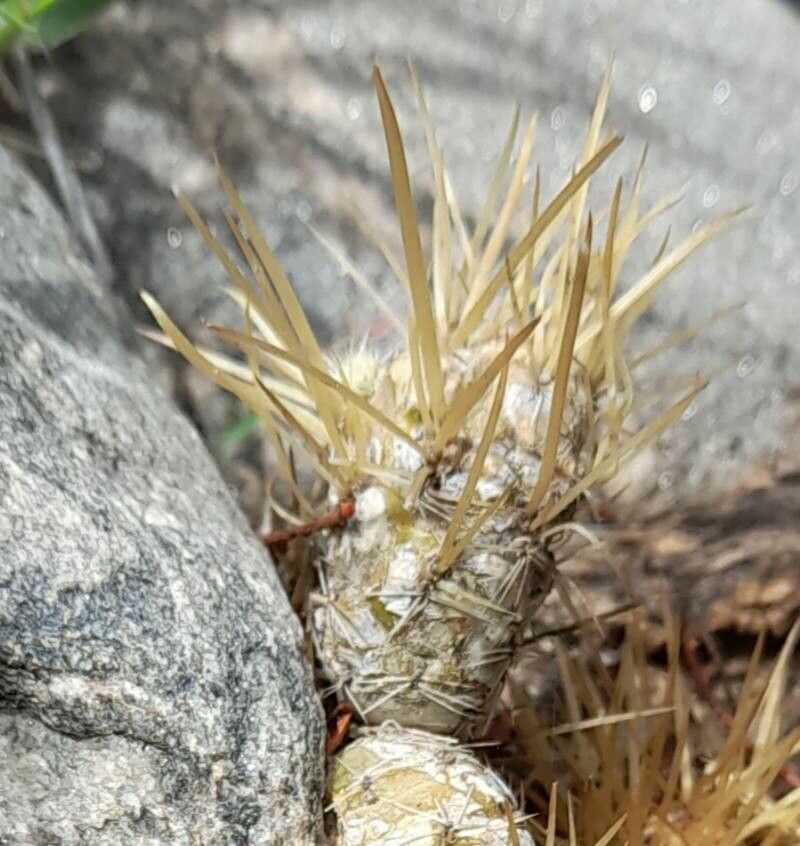 Maihueniopsis glomerata — houseplant care guide