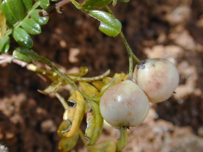Osteomeles anthyllidifolia fruit
