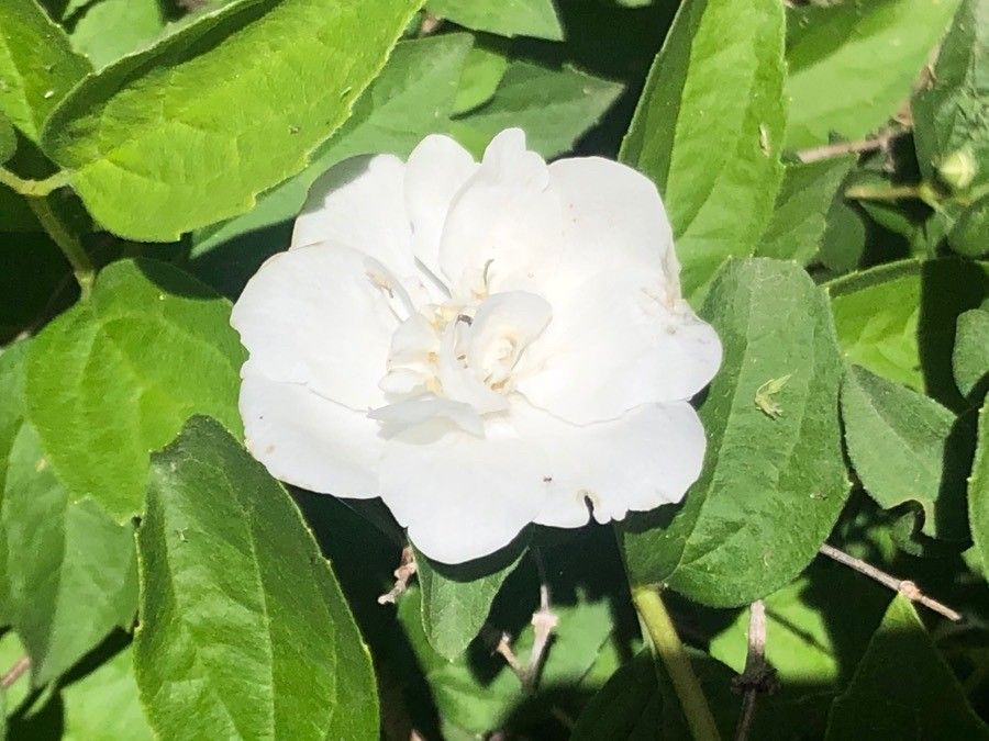 Philadelphus tomentosus flower