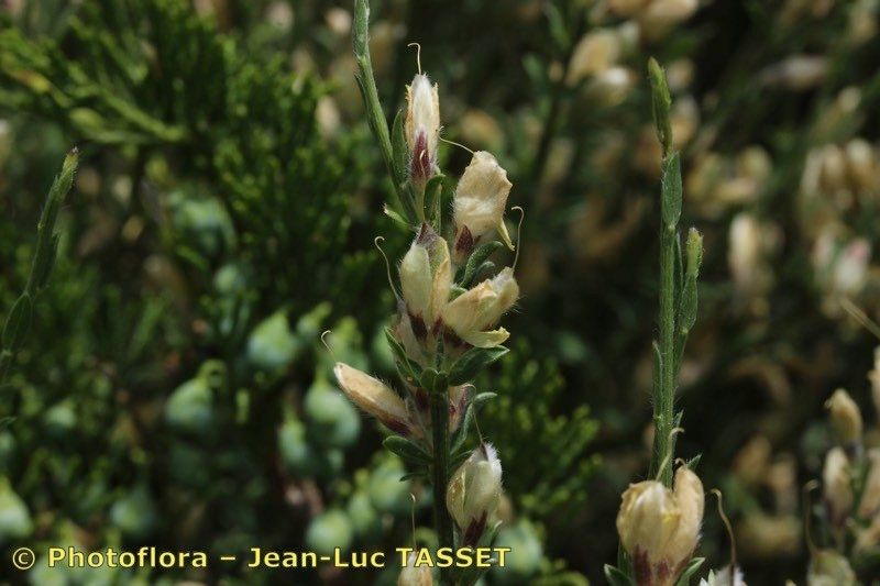 Genista ausetana fruit