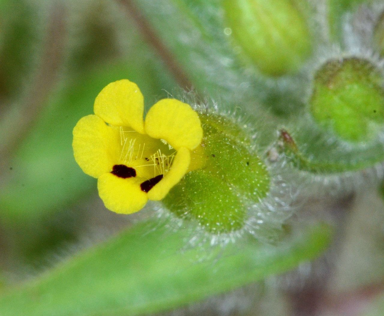 Mimulus pilosus flower