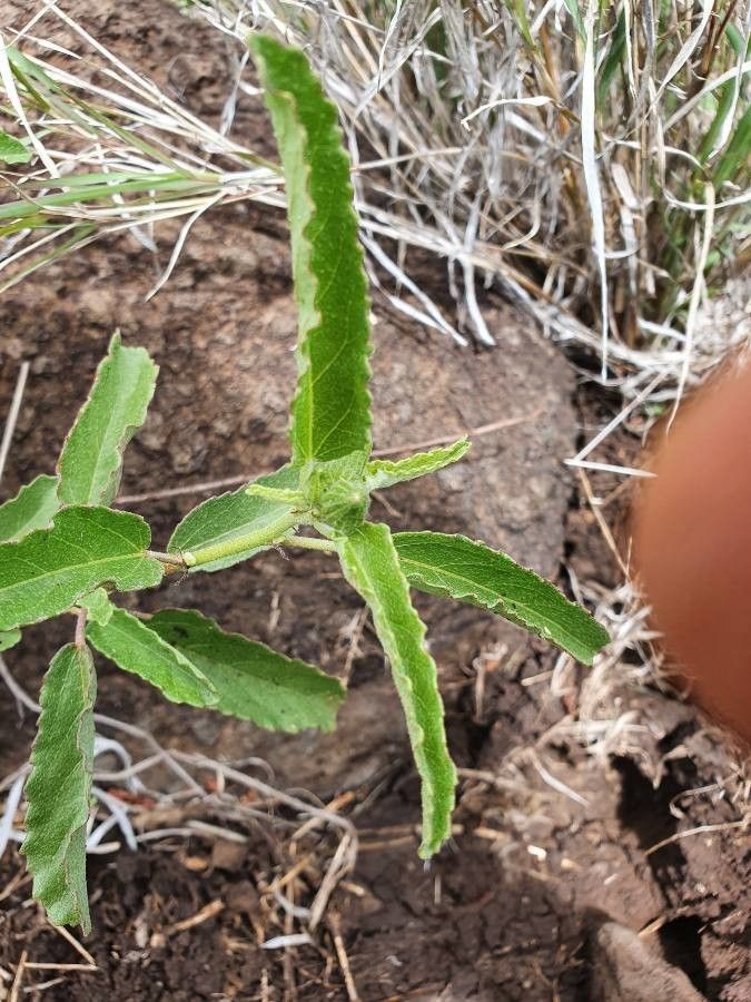 Pavonia propinqua leaf
