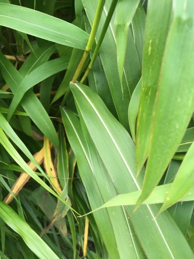 Spodiopogon sibiricus leaf