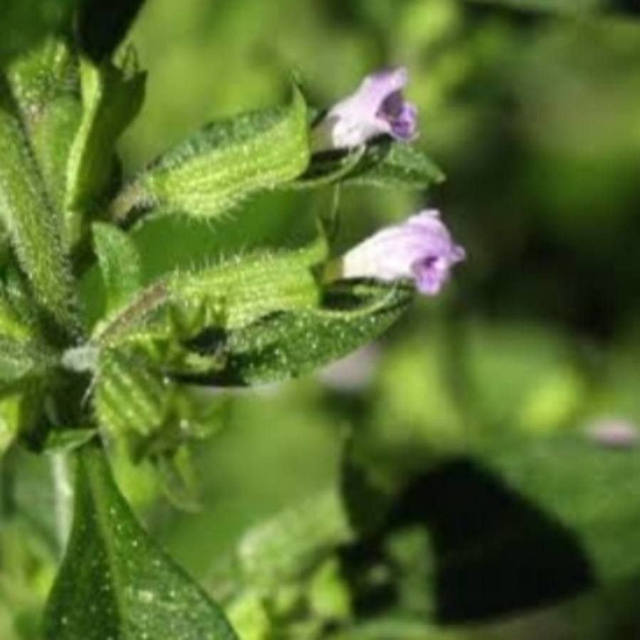 Hedeoma pulegioides flower