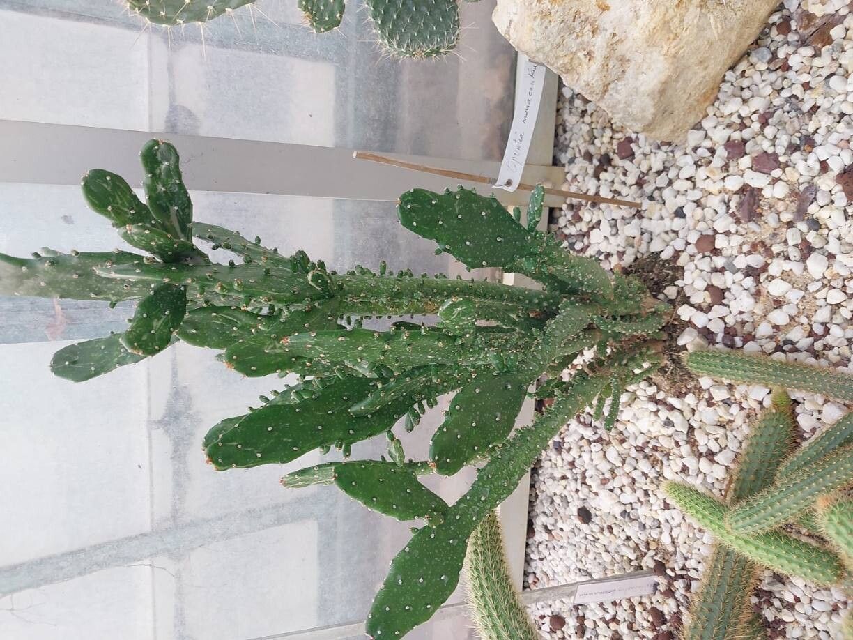Opuntia monacanthos habit