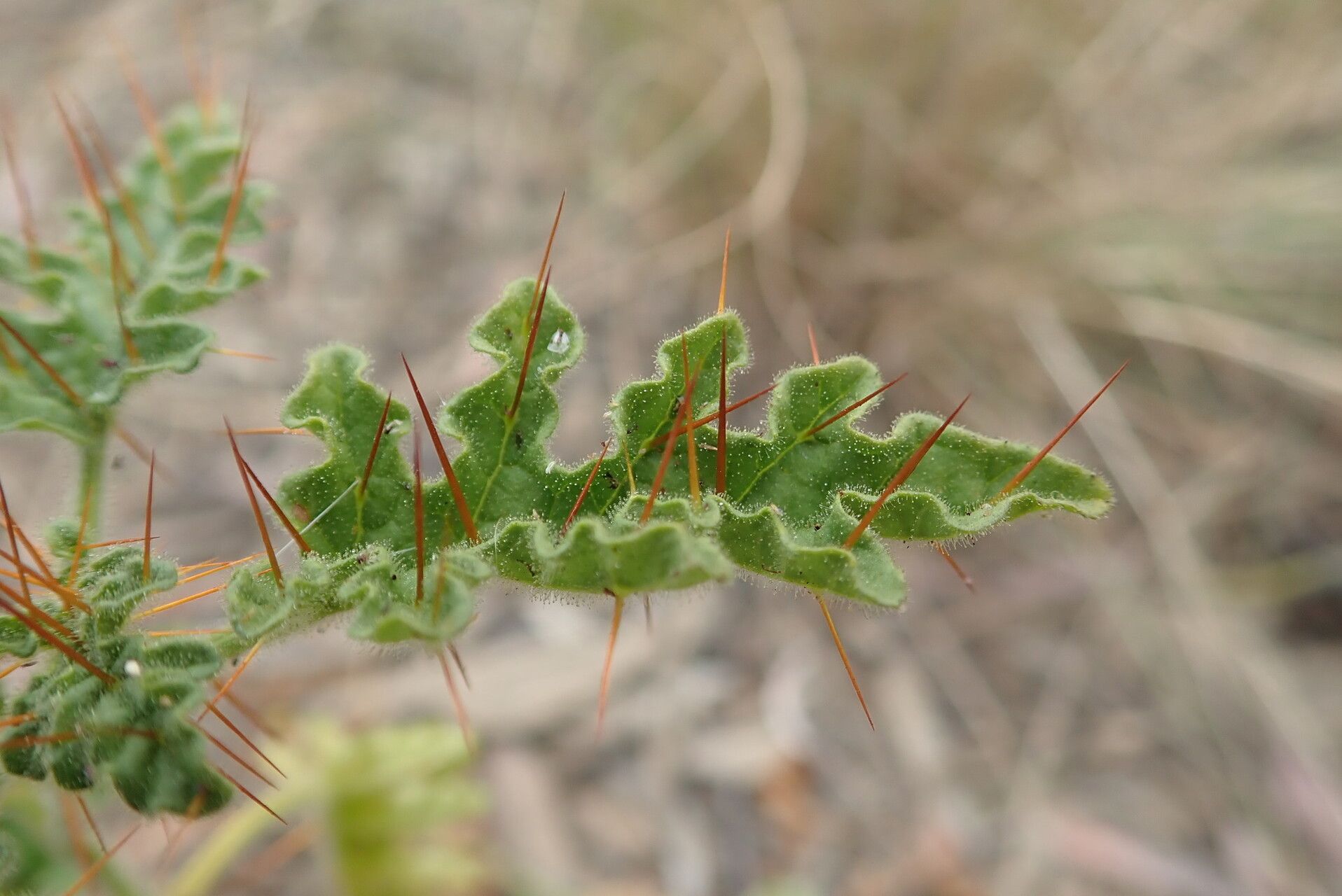Solanum adenophorum leaf