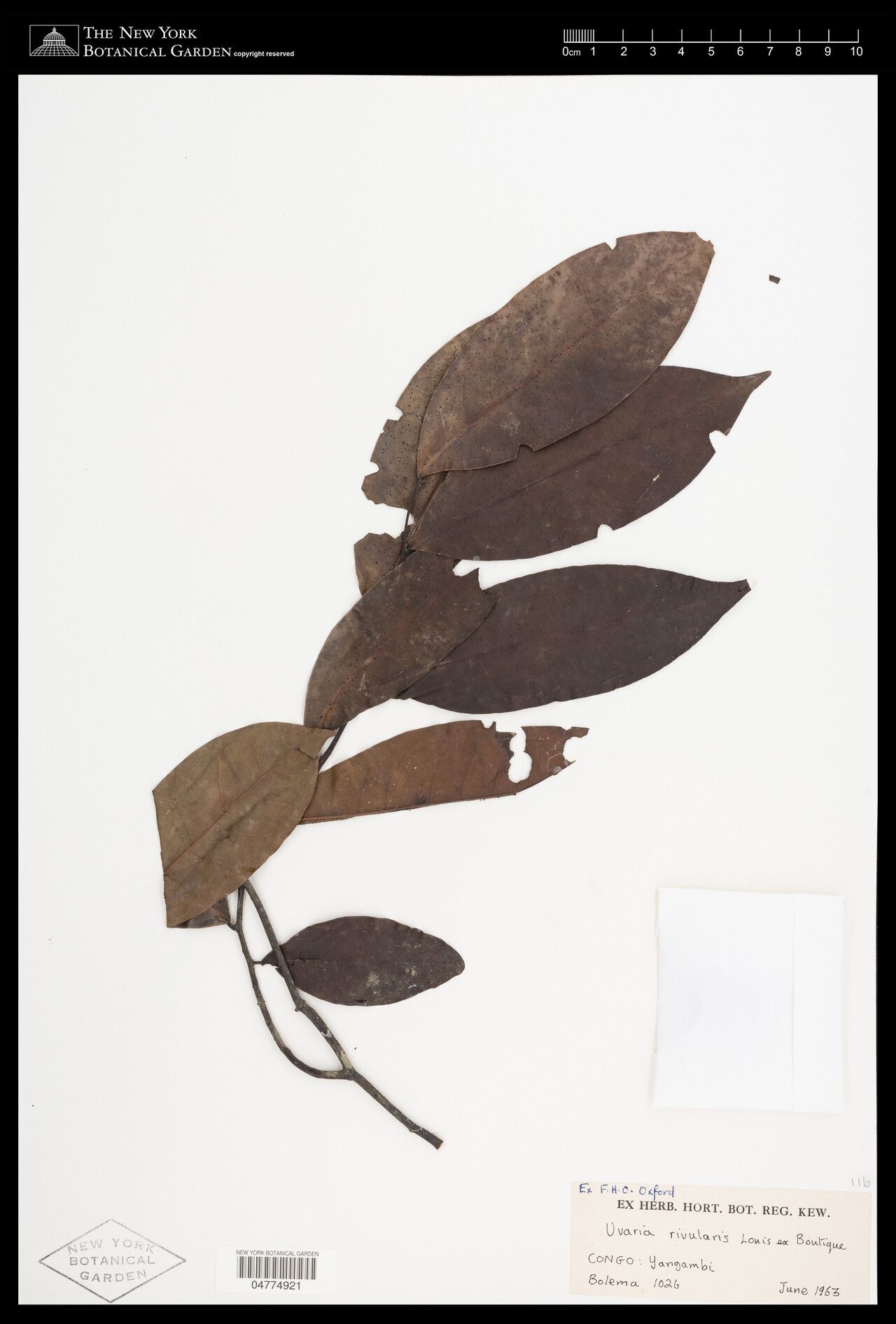 Uvaria rivularis — houseplant care guide