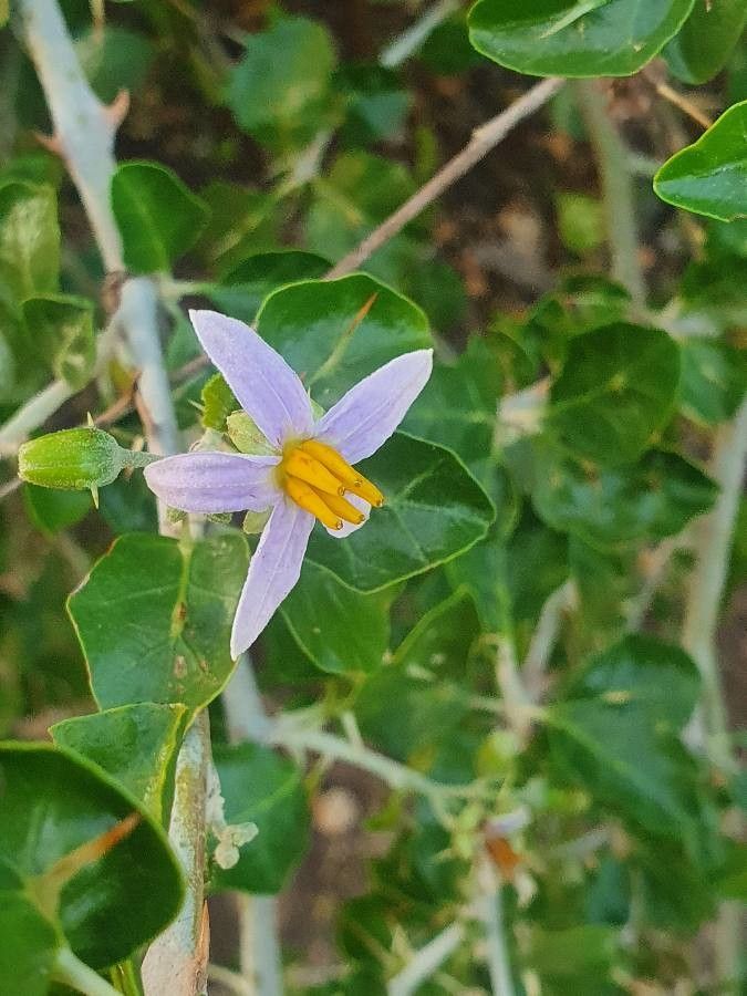 Solanum arundo flower