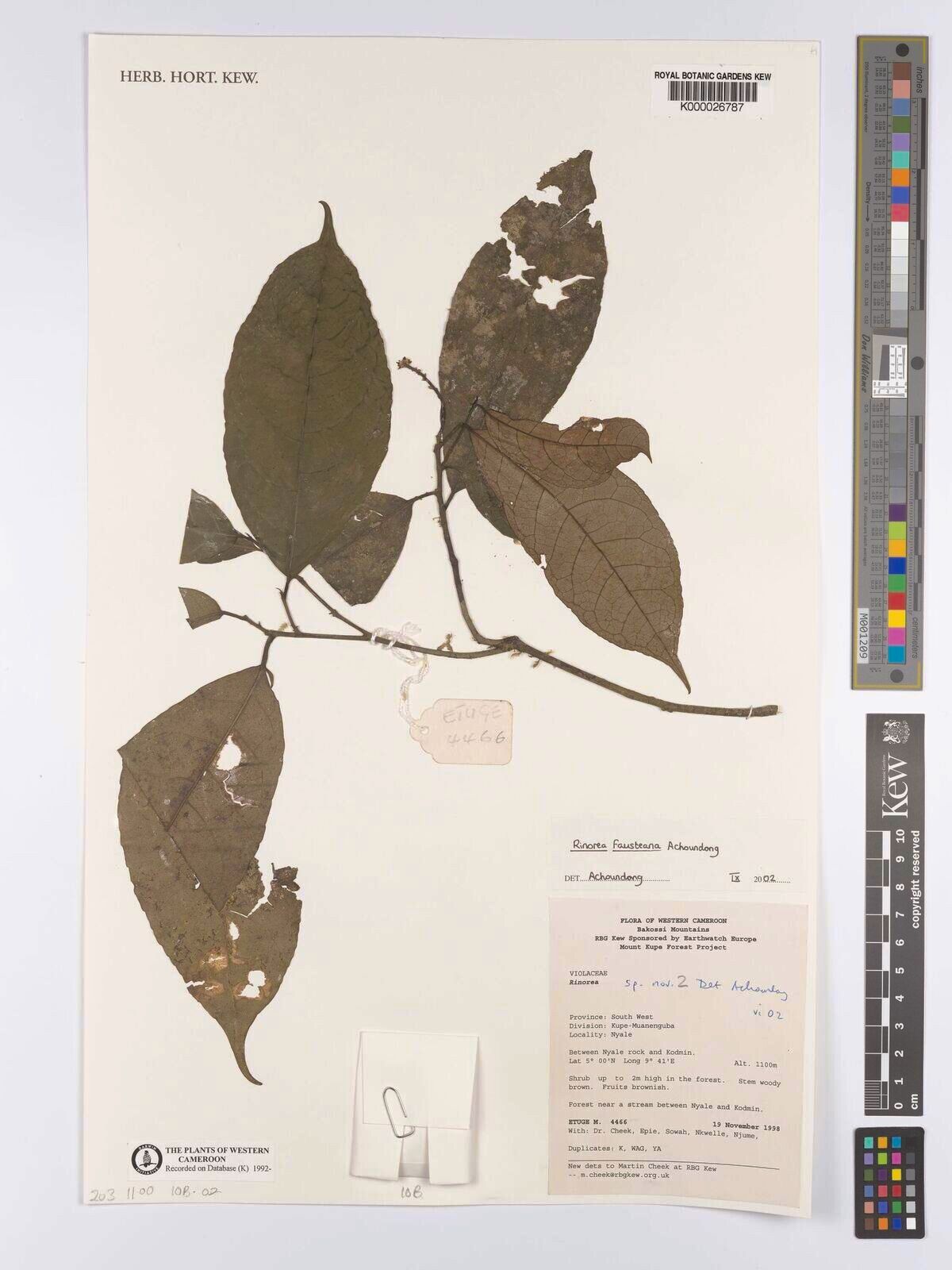 Rinorea fausteana — houseplant care guide