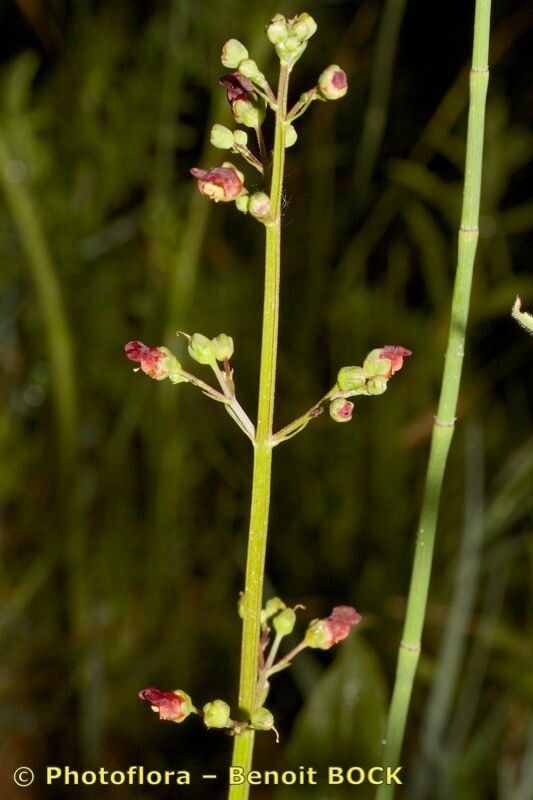 Scrophularia laevigata other