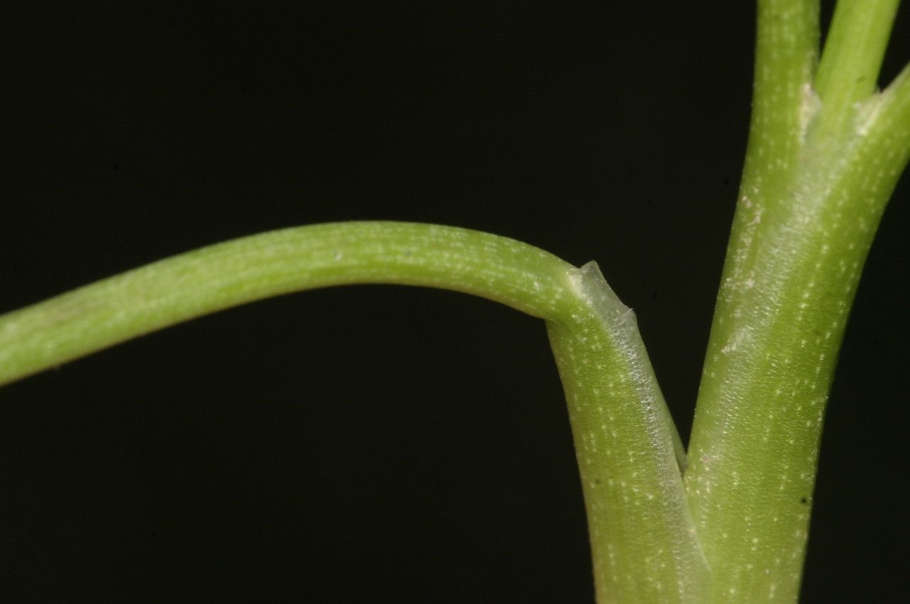 Triglochin barrelieri bark