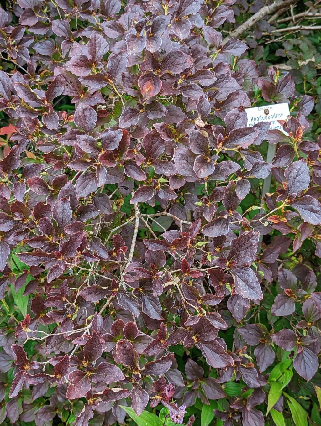 Rhododendron reticulatum — houseplant care guide