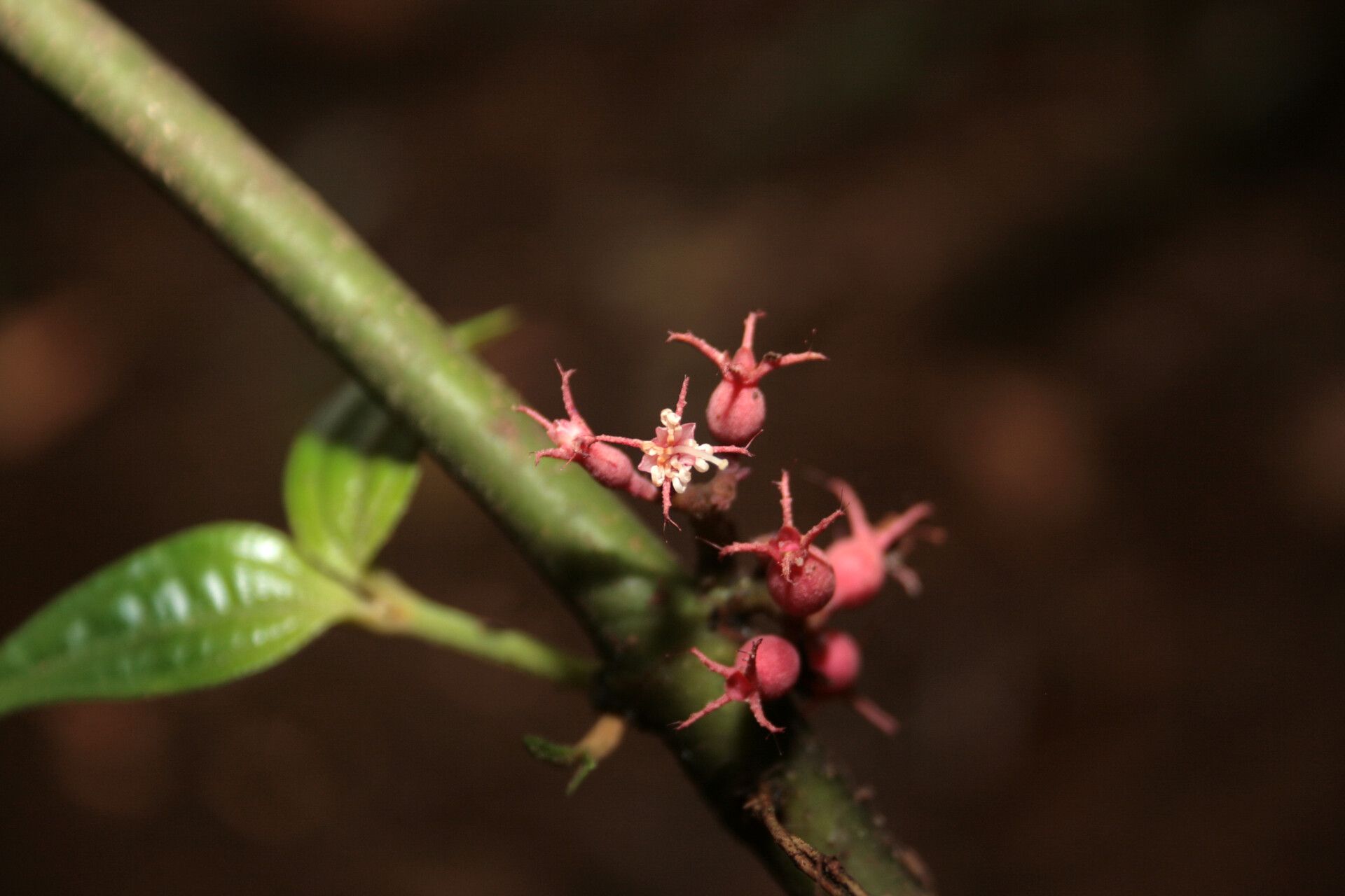 Miconia trichocalyx flower