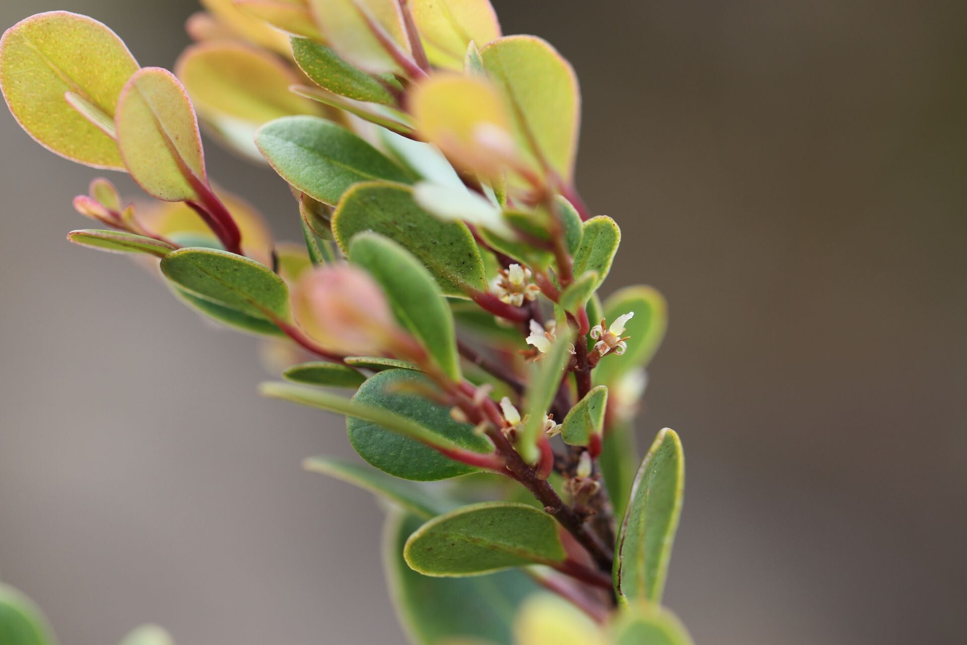 Myrsine diminuta — houseplant care guide