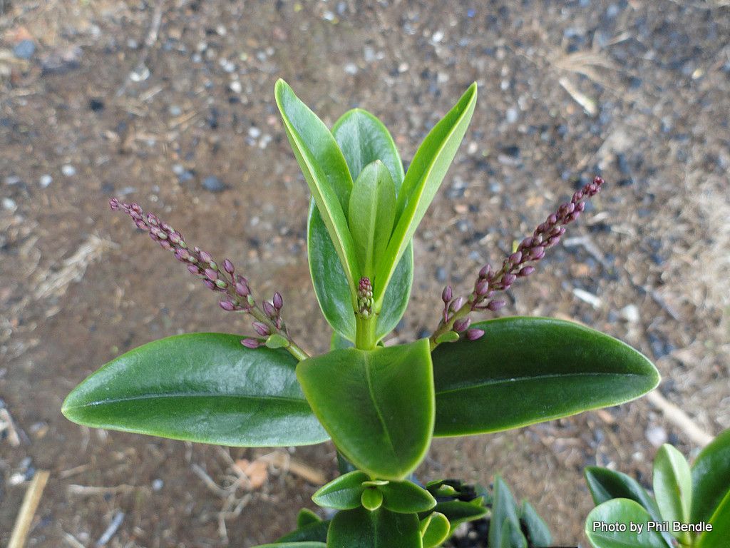 Veronica punicea — houseplant care guide