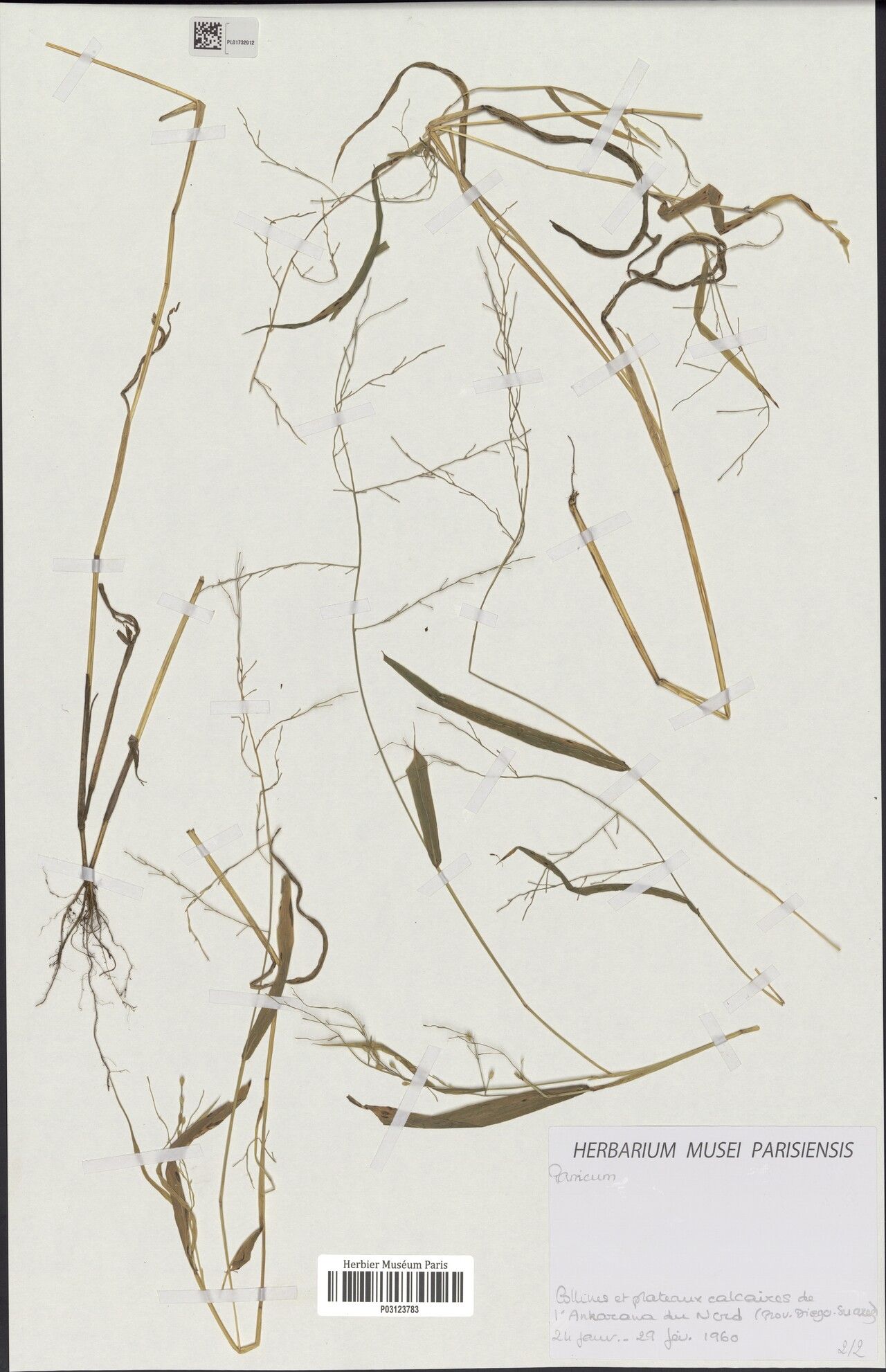 Panicum oligoadenotrichum — houseplant care guide