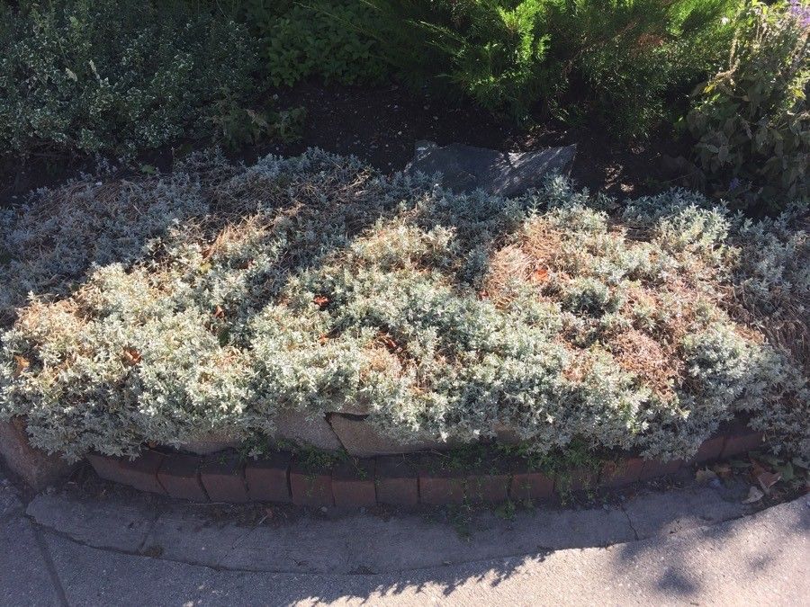 Lupinus chamissonis leaf