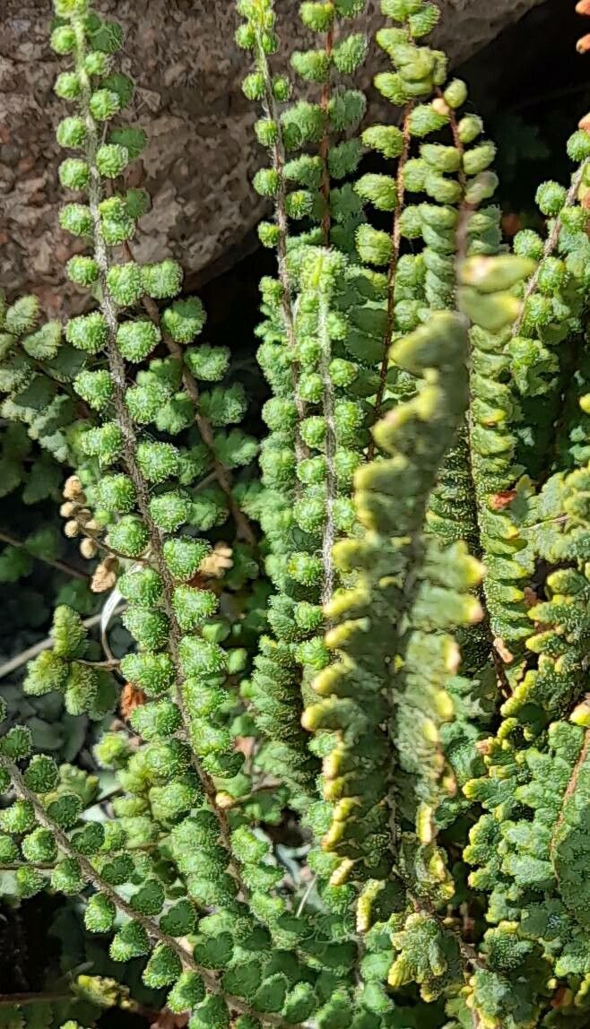 Cheilanthes micropteris — search result for 'Cheilanthes'