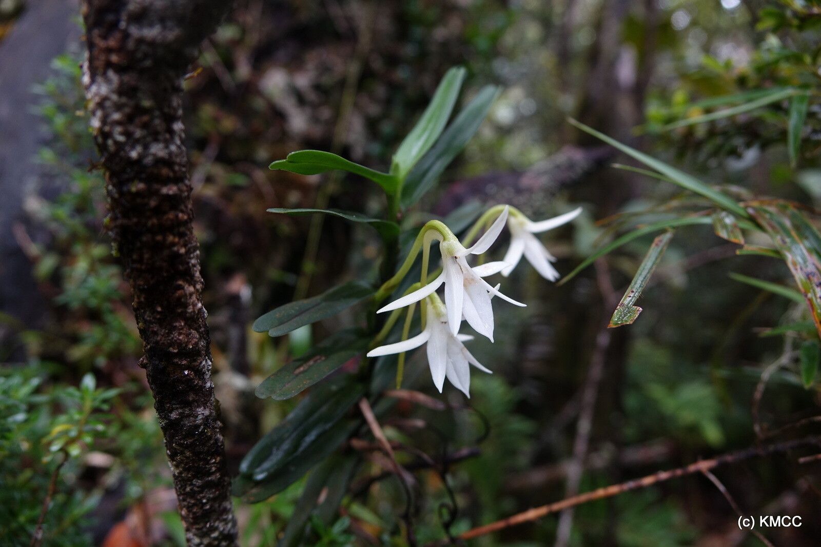 Jumellea francoisii — houseplant care guide