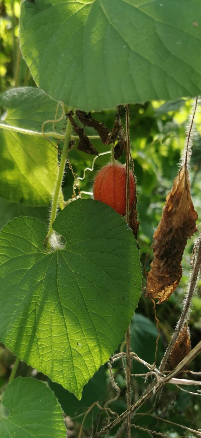 Thladiantha dubia fruit