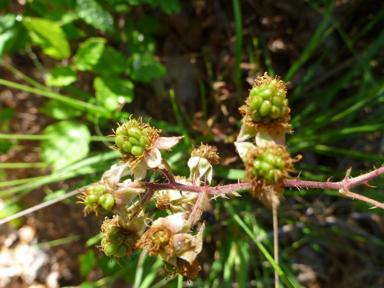 Rubus uncinatus flower