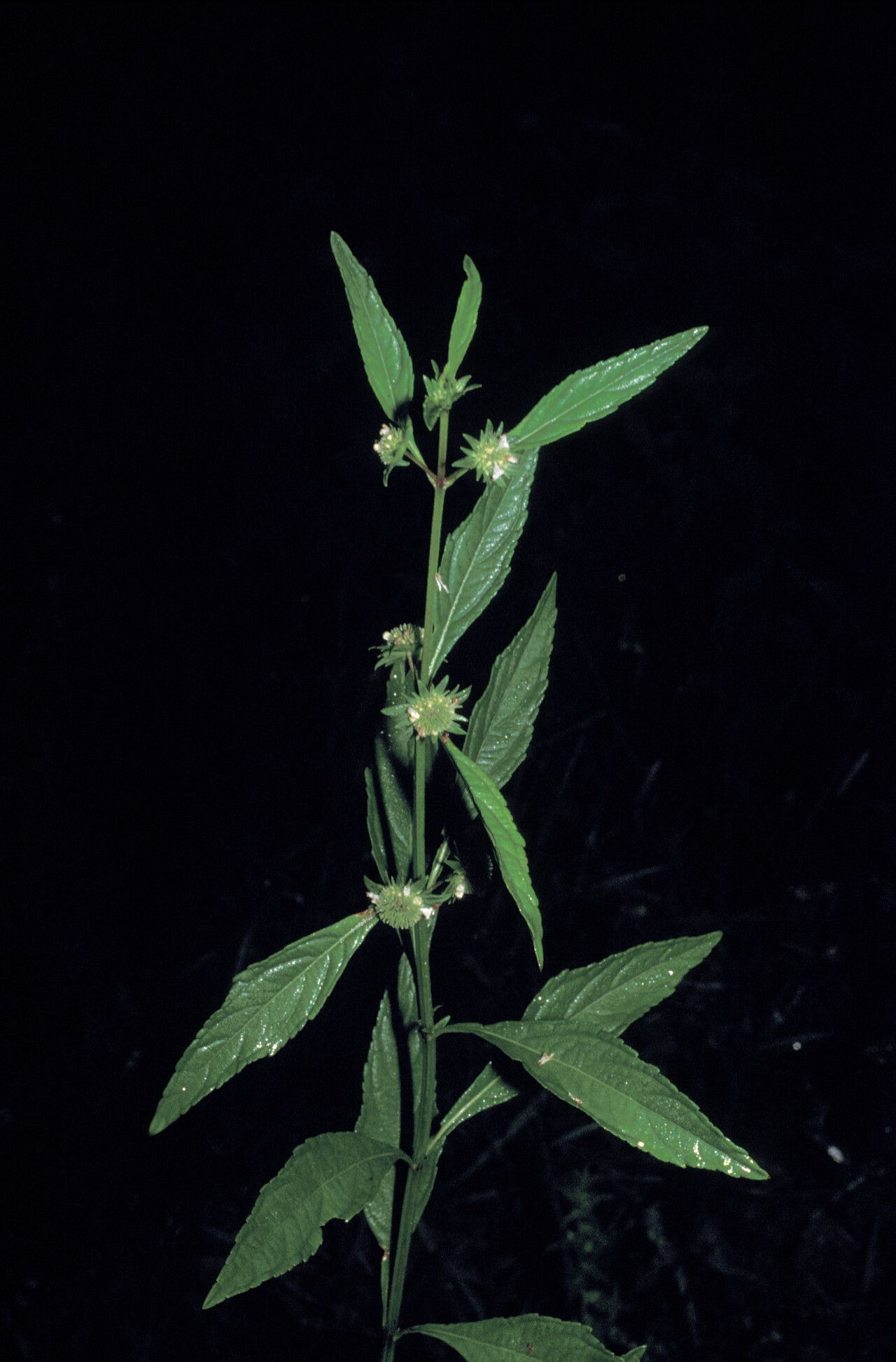 Hyptis lanceolata habit