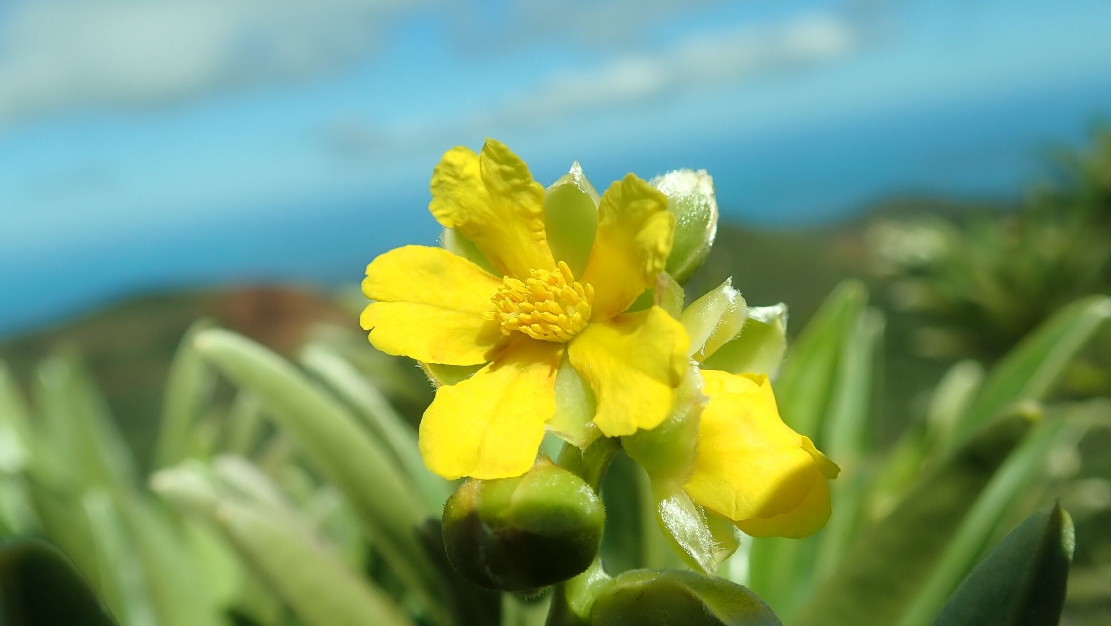 Hibbertia moratii flower
