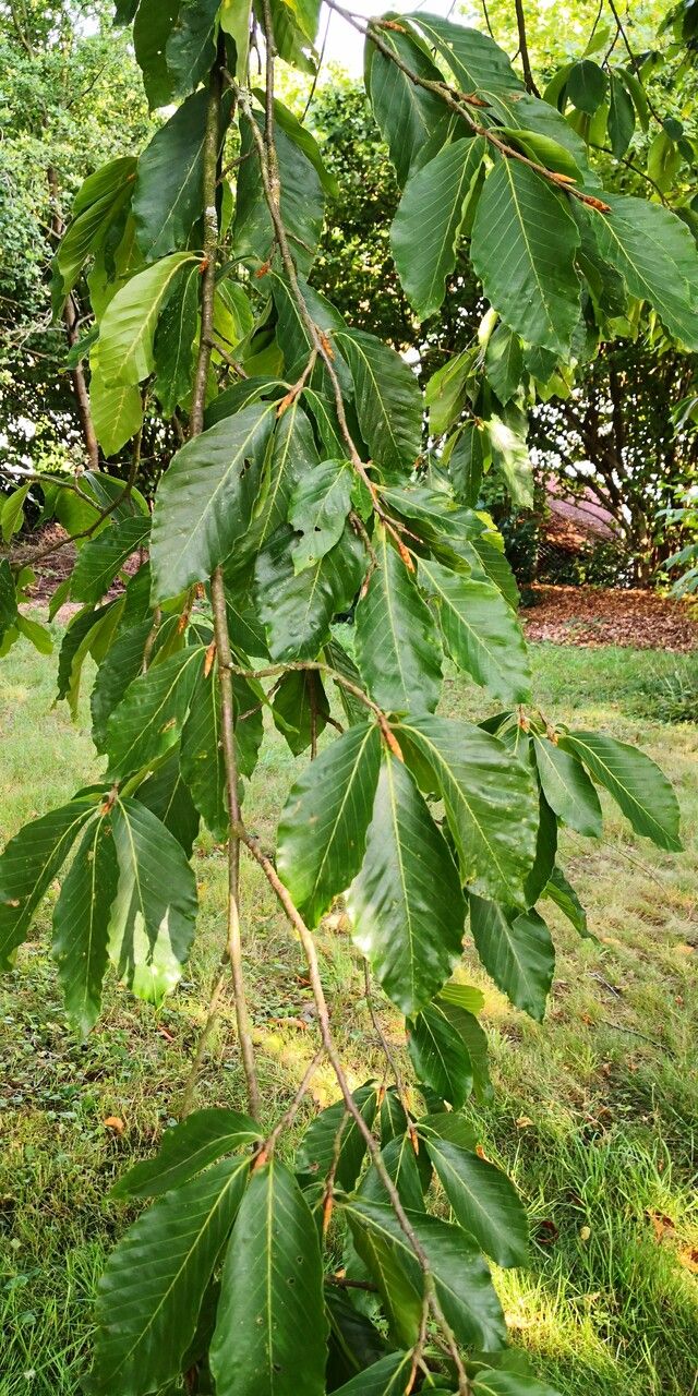 Fagus longipetiolata leaf