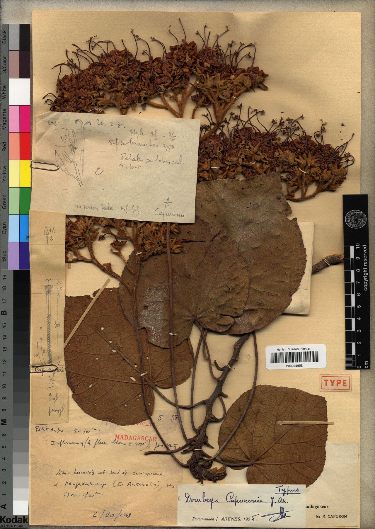 Dombeya capuronii — houseplant care guide