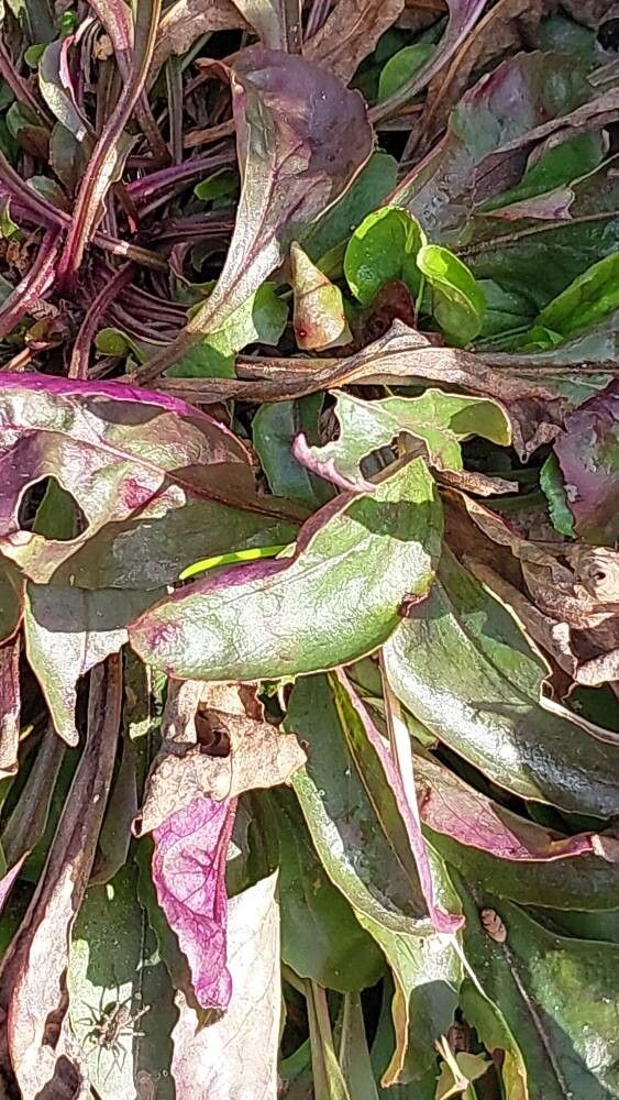 Penstemon cardinalis — search result for 'Penstemon'