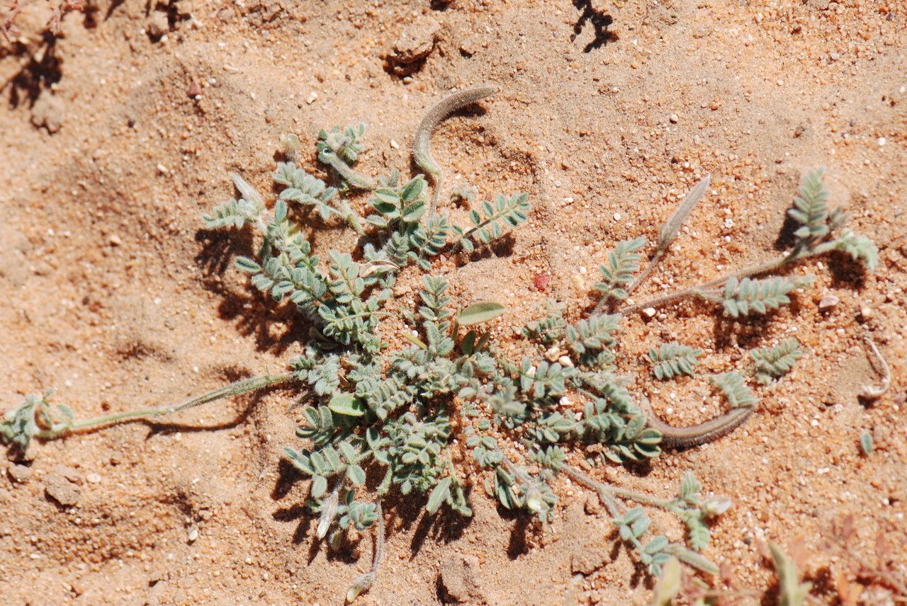 Astragalus eremophilus leaf