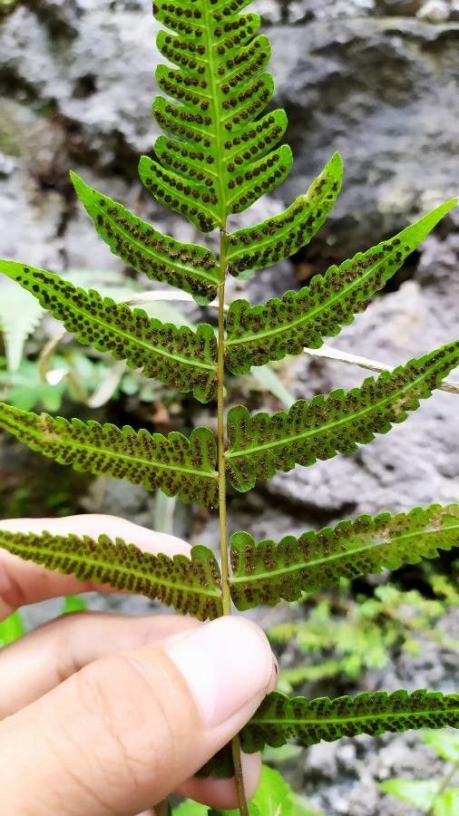 Pleocnemia irregularis leaf