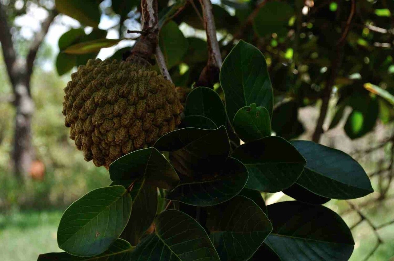 Annona crassiflora leaf