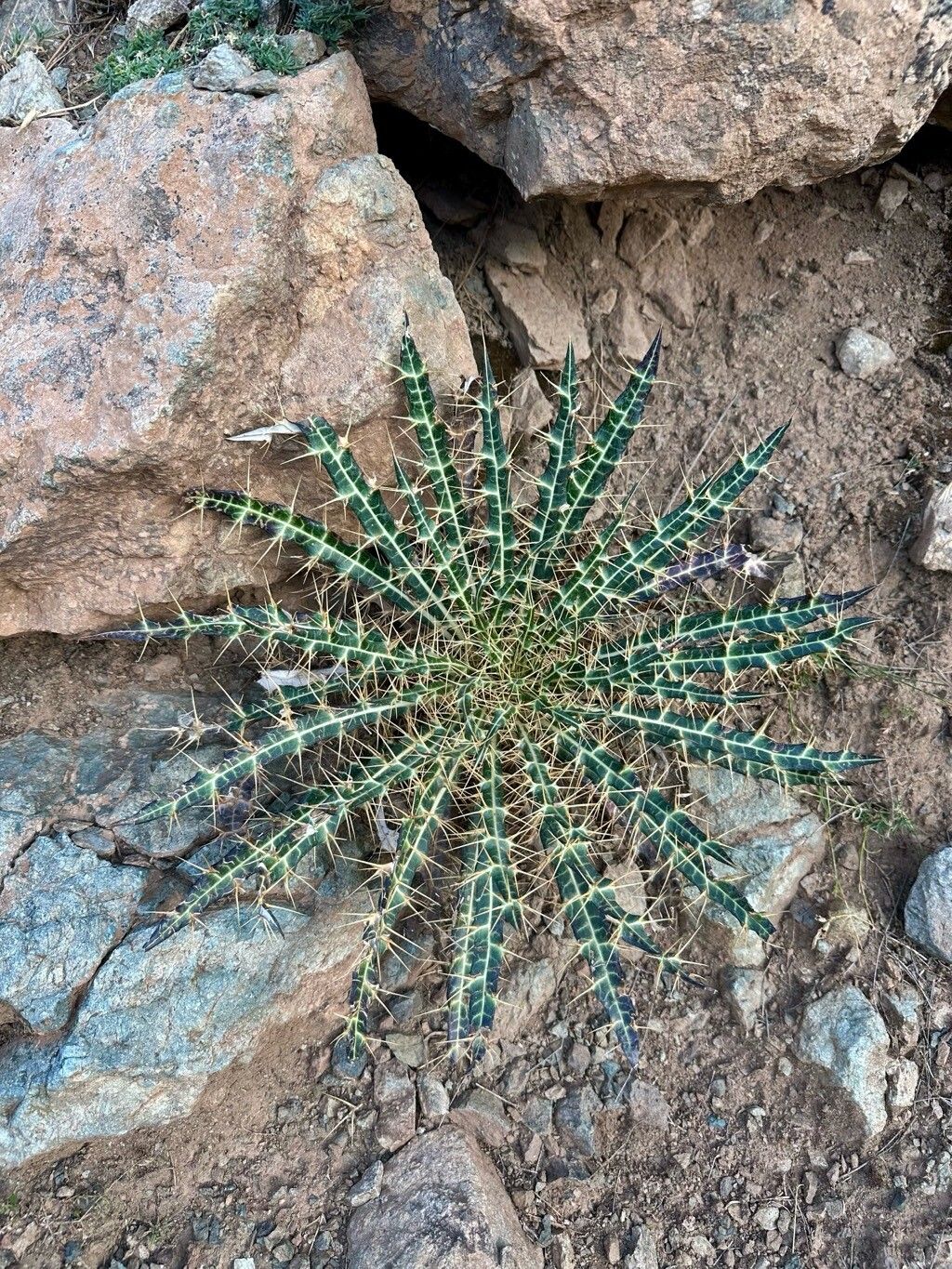 Ptilostemon dyricola — related species from the same genus