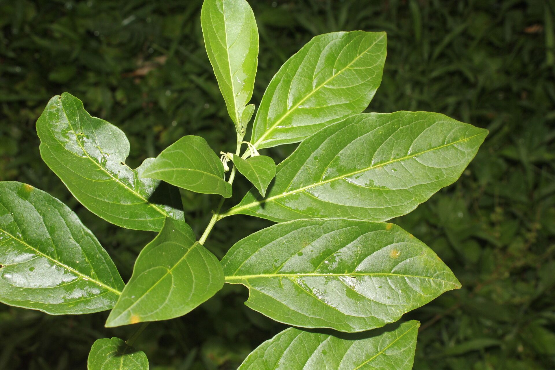 Solanum aphyodendron leaf
