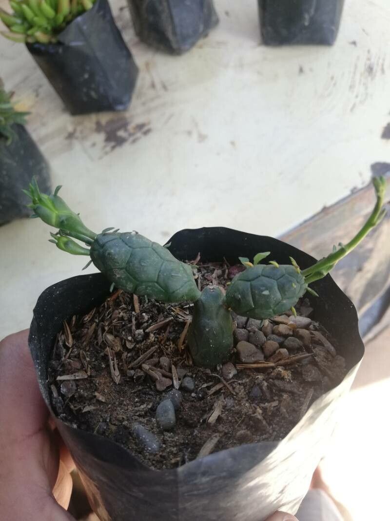 Euphorbia globosa bark