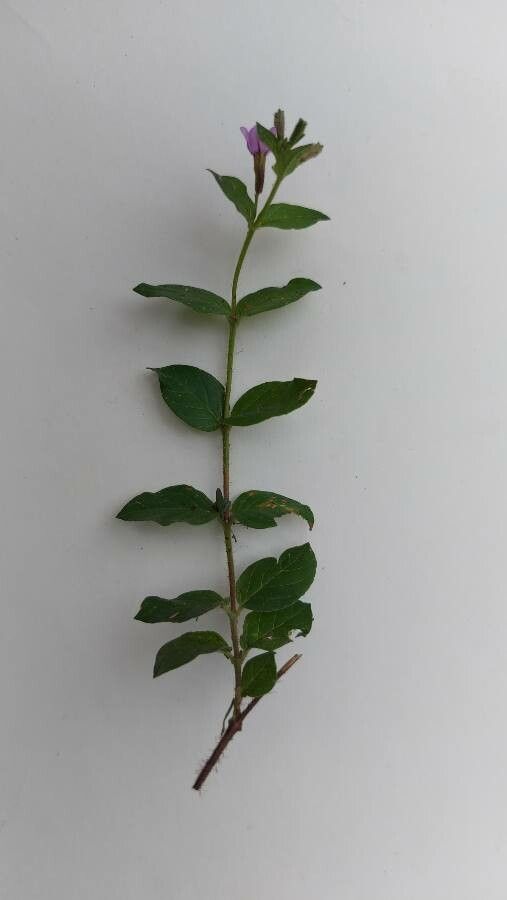 Cuphea calophylla leaf